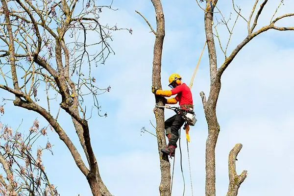 Taladores de árboles