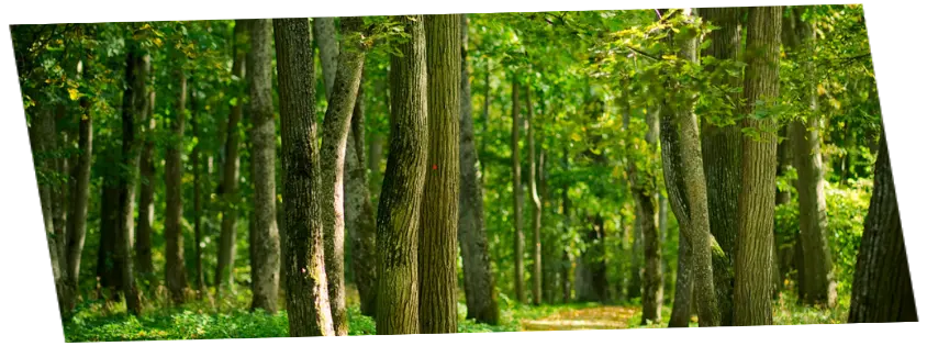 Podas y tala de árboles