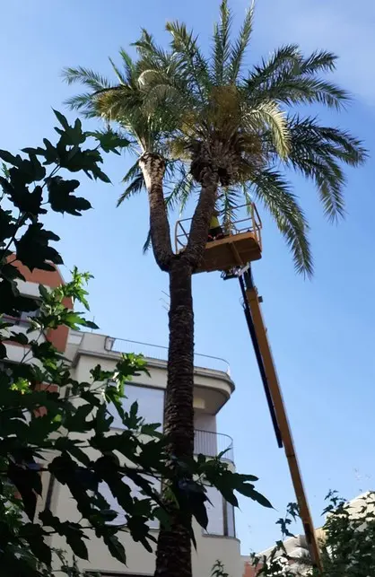 Desbroce de parcelas