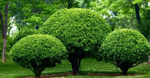 Desbroce de fincas y parcelas